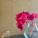 Olivietta *